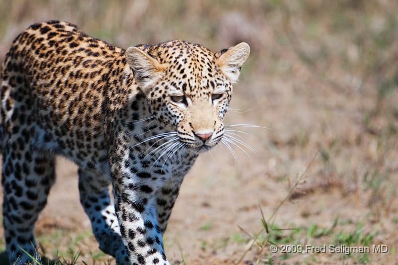20090613_121342 D300 (9) X1.jpg - Leopard in Okavanga Delta, Botswana